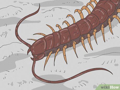 shamanic meaning centipede.